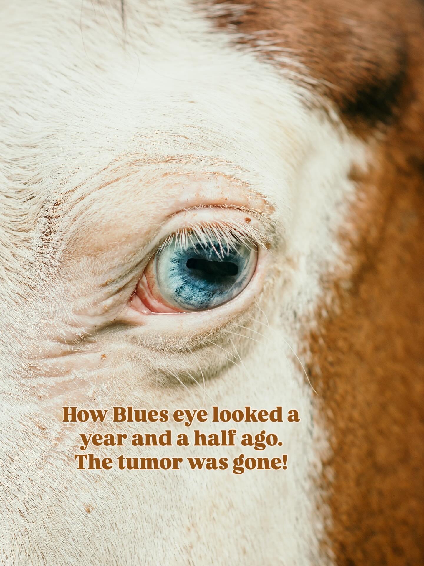 This is my beloved Blue, paint and medicine horse extraordinaire who has had a journey with squamous cell carcinoma in his left eye for 5.5 years now. 👁️

If you read my book @gracegritgratitudebook at the very end of the book, set in 2020 he was di