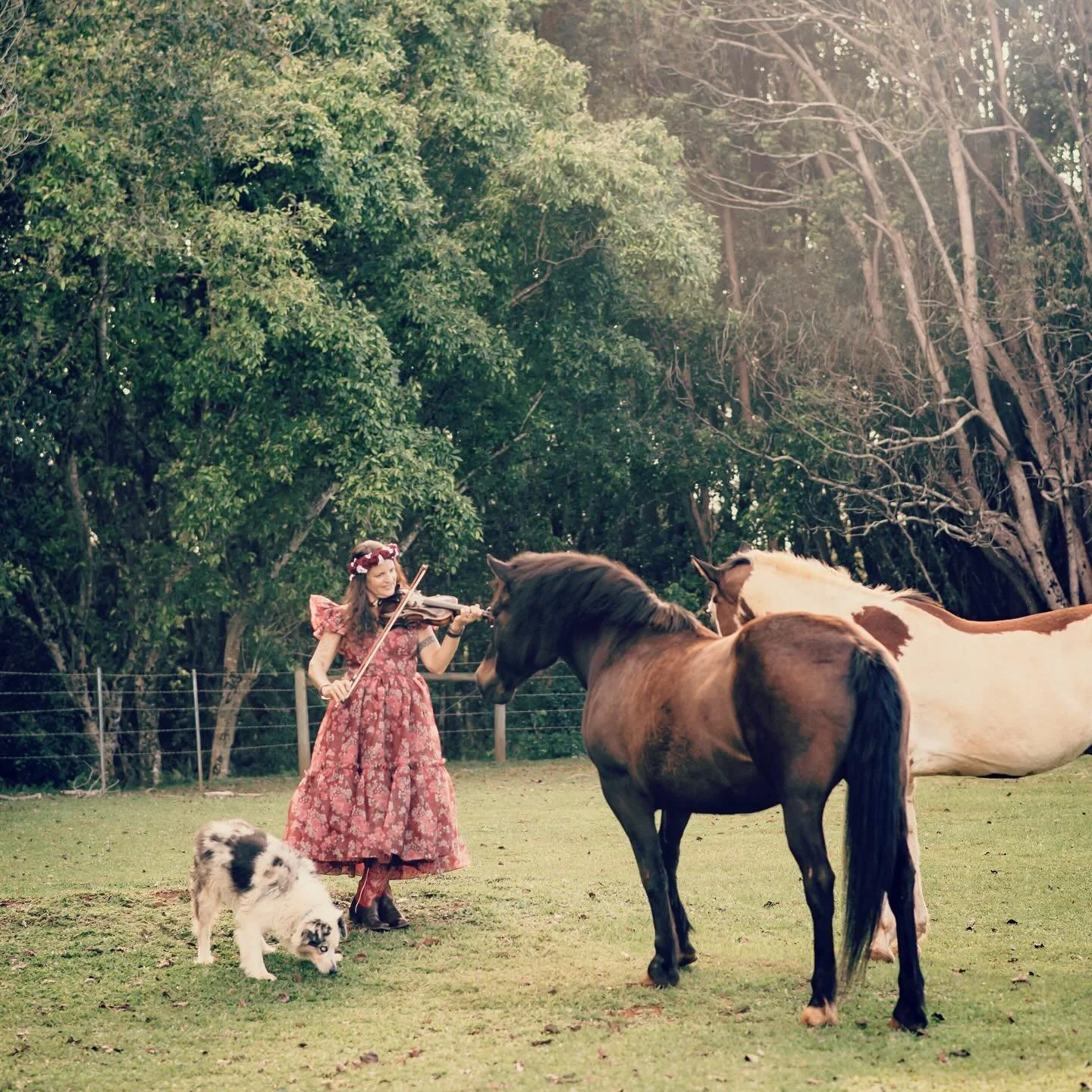 Noooooo, not all three of them! 😱

Insert horror music here 🎶 

These beloved beasts, Xaria, Comanche &amp; Blue are an integral part of my soul. They are my OHANA - my family. ❤️&zwj;🔥

Remember when I wrote last week that I was grateful for the 