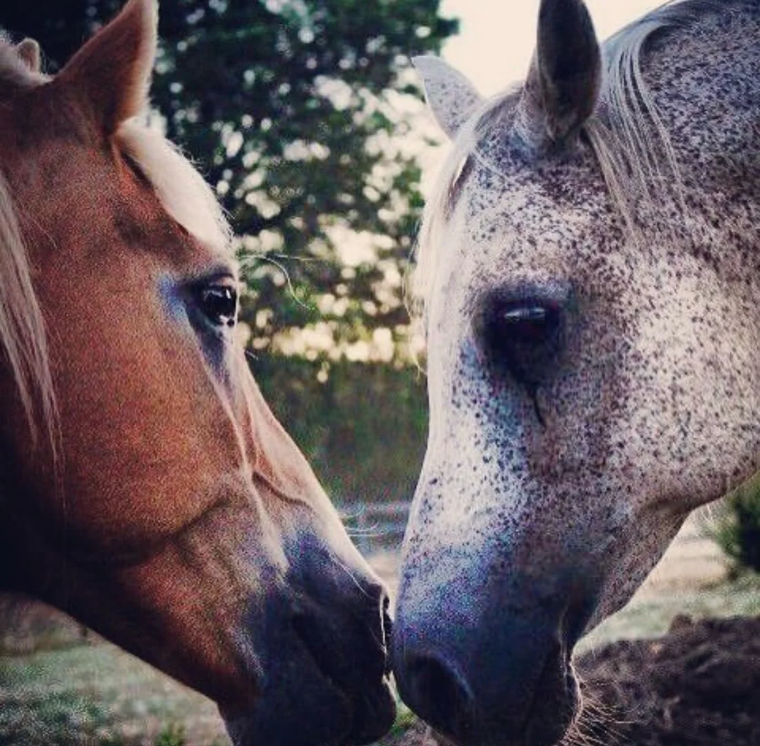 Love is all you need 🐴

This is the message the horses continually teach me &amp; I&rsquo;m grateful everyday for this profound message and reminder! ❤️&zwj;🔥

I&rsquo;m elated &amp; SO EXCITED to be traveling to Maui for the showing of @rescuedhea