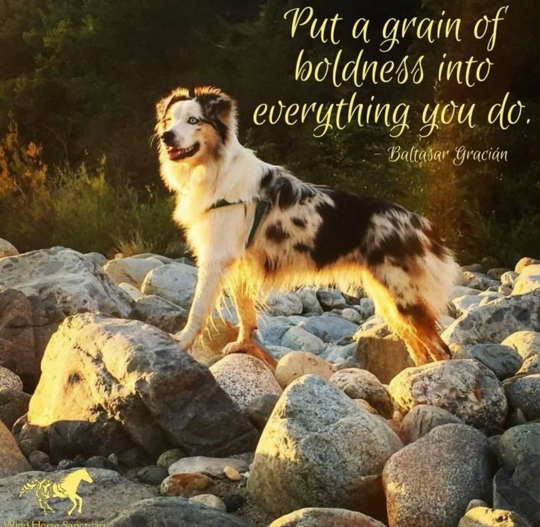 🎉 It&rsquo;s Xaria&rsquo;s 10 birthday! 🎉 

This fuzzy, blue eyed companion is such an incredible ally with her funny, intelligent, bold Australian Shepherd ways. What a gift she&rsquo;s been in my life, since I got her as a puppy! 🐶 

She&rsquo;s