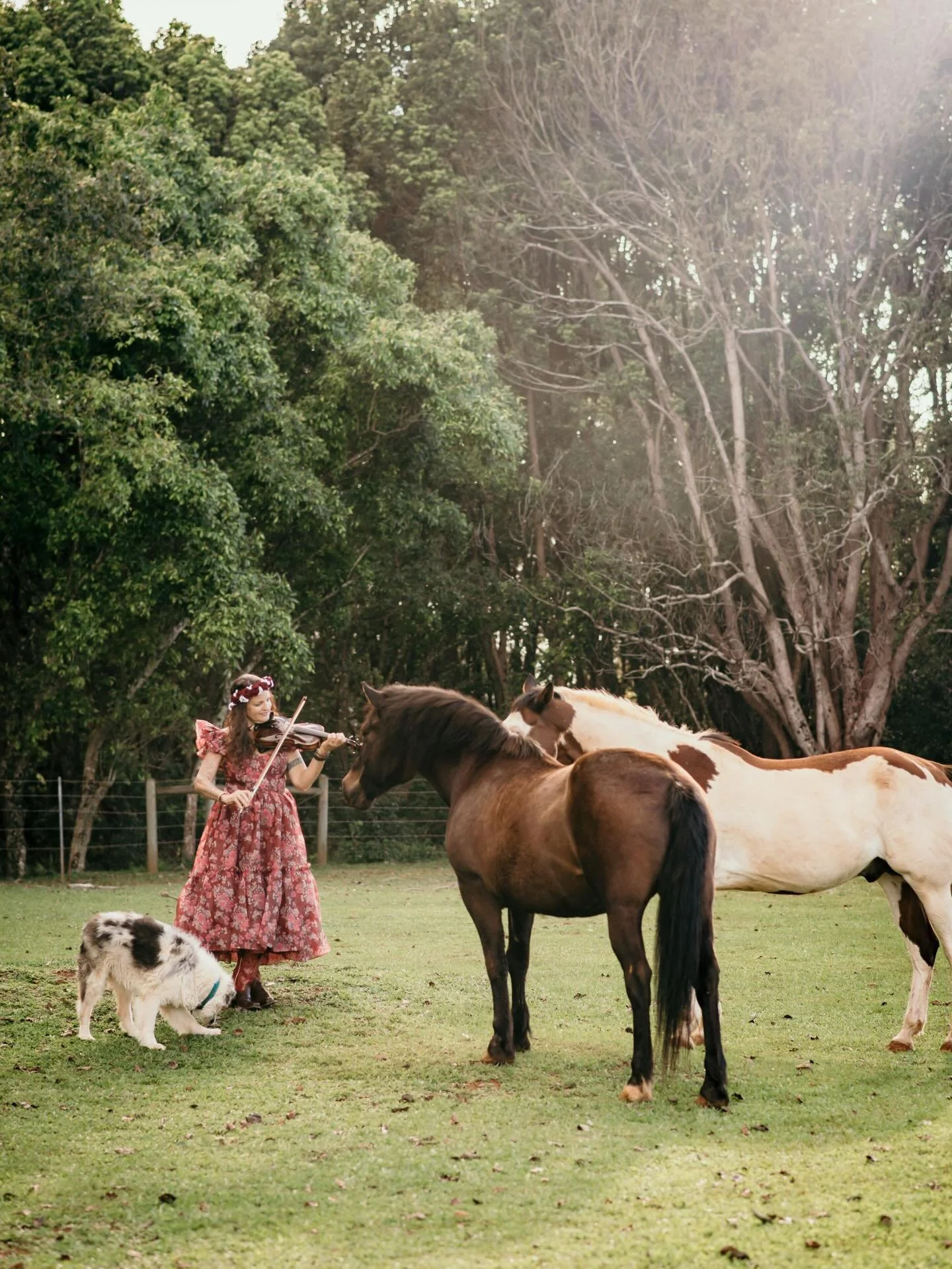 🐴 Wishing you all a Mele Kalikimaka from Comanche, Blue, Xaria, Rey Kitty and me. 🎻 

May you all find beauty &amp; comfort in your day &amp; this season whatever that means to you. 

Love y&rsquo;all ❤️&zwj;🔥

📸 @kalalea.photo 
👗 @fancifuldoll 
