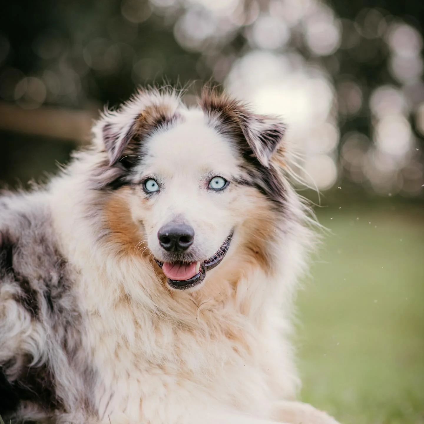 🐶 Dog lover friends! I&rsquo;m reaching out for advice about my sweet Australian Shepherd 10 year old dog Xaria. 

She&rsquo;s had a &lsquo;persistent bronchitis&rsquo; cough since the summer, which has become increasingly worse. In the last six wee