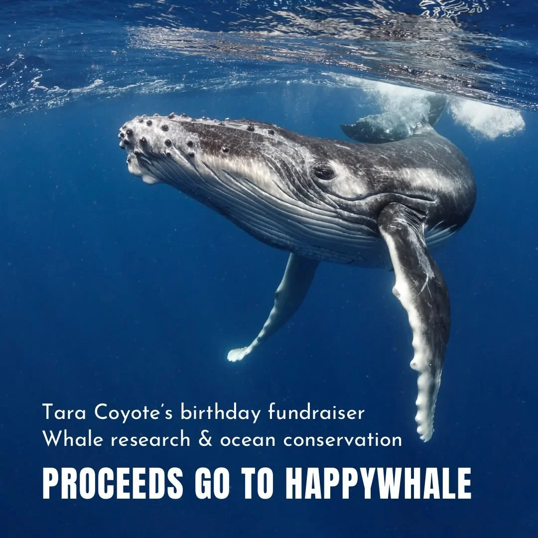 🎉 I&rsquo;m doing a birthday fundraiser to raise money for my brother&rsquo;s organization @happywhale_official this year! 🎊

Every year around my birthday, I host a fundraiser to raise money for a cause I believe in. 🐋

This year, I am choosing t