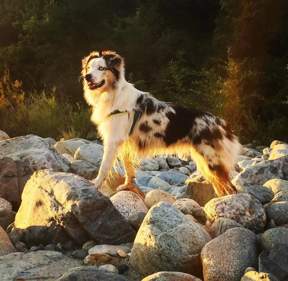 🐶 There comes a time when one is placed in a difficult place to make a tough decision when a pet becomes older. I am in such a place now. 

My beloved Aussie Shepherd Xaria has been having pretty acute health issues since November, six months now. I