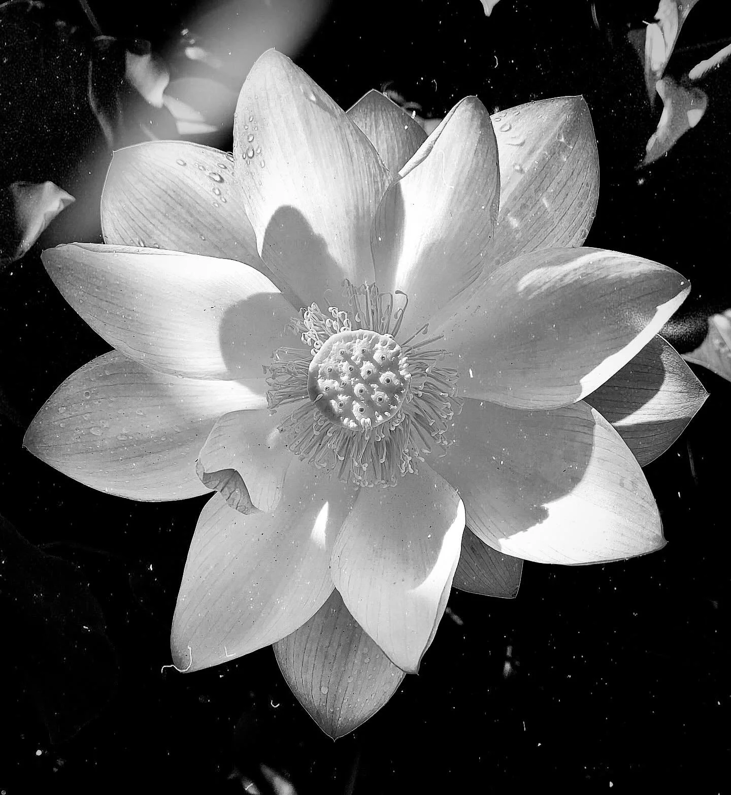 🥀 The tide is turning 

There was a courageous moment where I was brave enough to peer outside the cracked fragments of my heart to see what might exist on the other side. 👀 

What I saw was a wondrous vision ⭐️ 

Although, I realize now it&rsquo;s