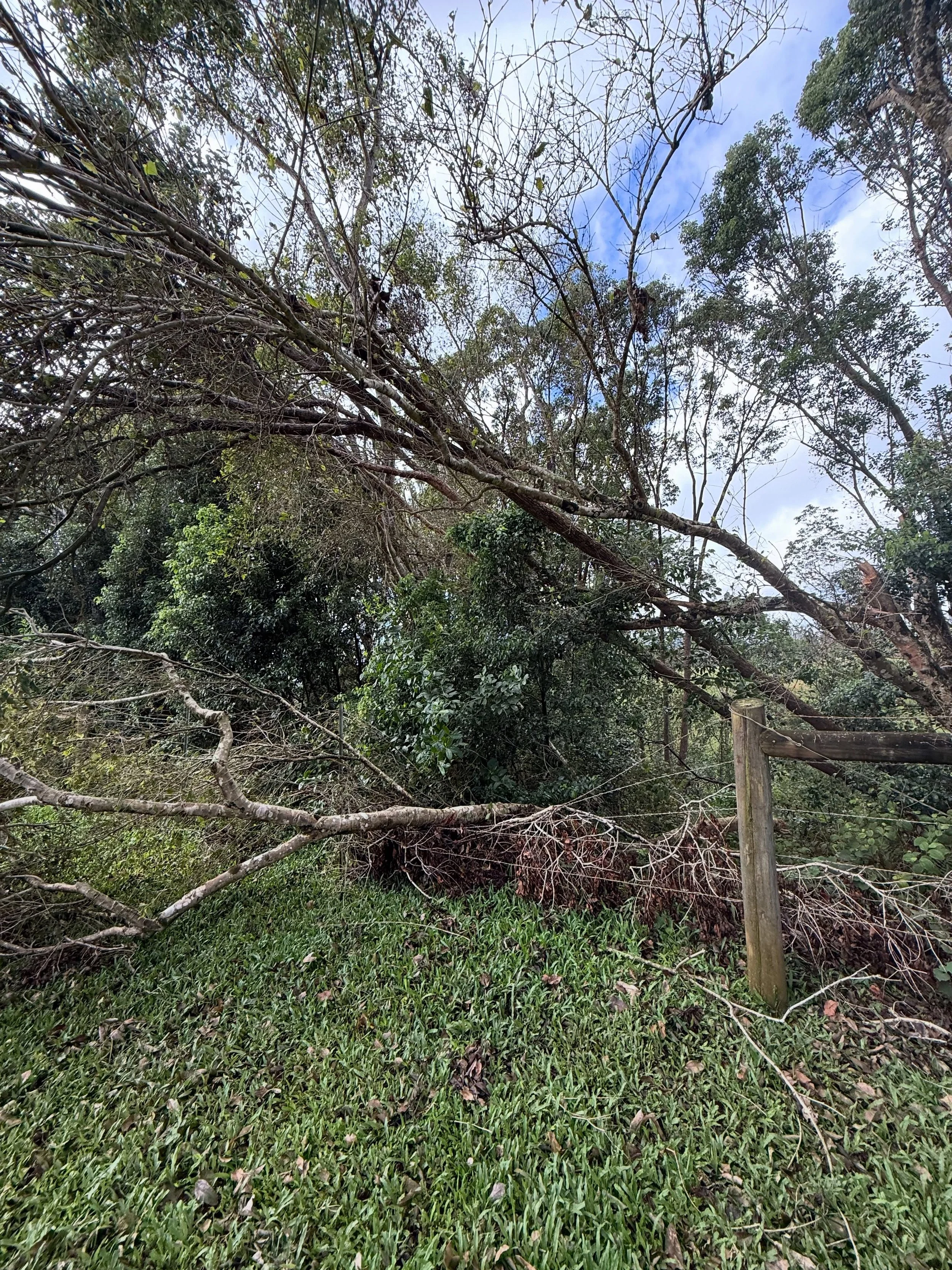 Phew. I am usually Miss Sunshine, but today MORE TREES fell two weeks after the hurricane &amp; it&rsquo;s a bit much. 😳

These fell right on my horse fence, which creates a bit of an issue for horsey safety. 🐴

I&rsquo;m not complaining, but mama 