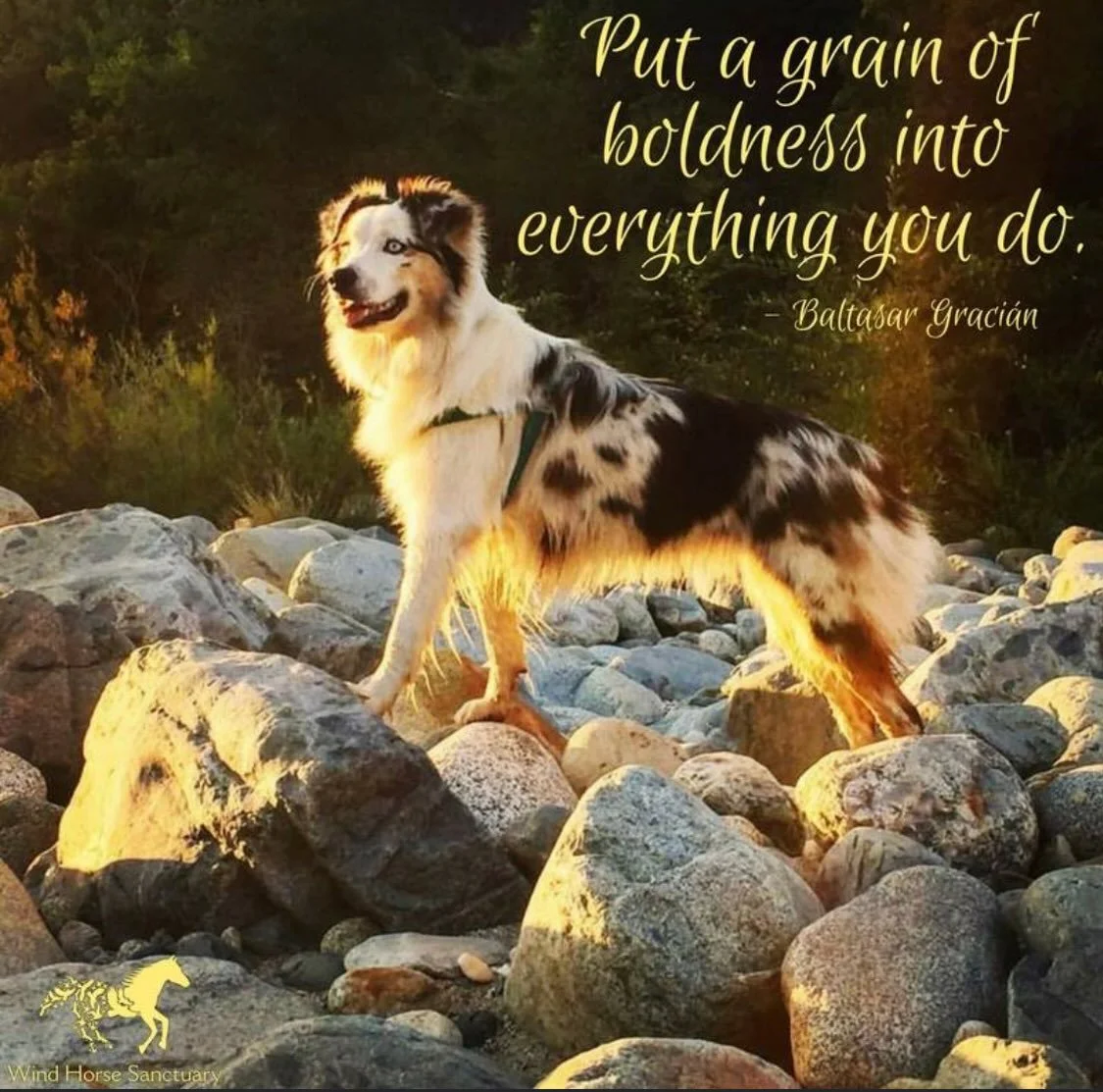 Savoring &amp; deeply appreciating my last moments with you until you transcend, my gorgeous angel pup, till you morph from your gloriously funny, intelligent, determined, unique, caring medicine spirit into your angel body. 

This is my last full da