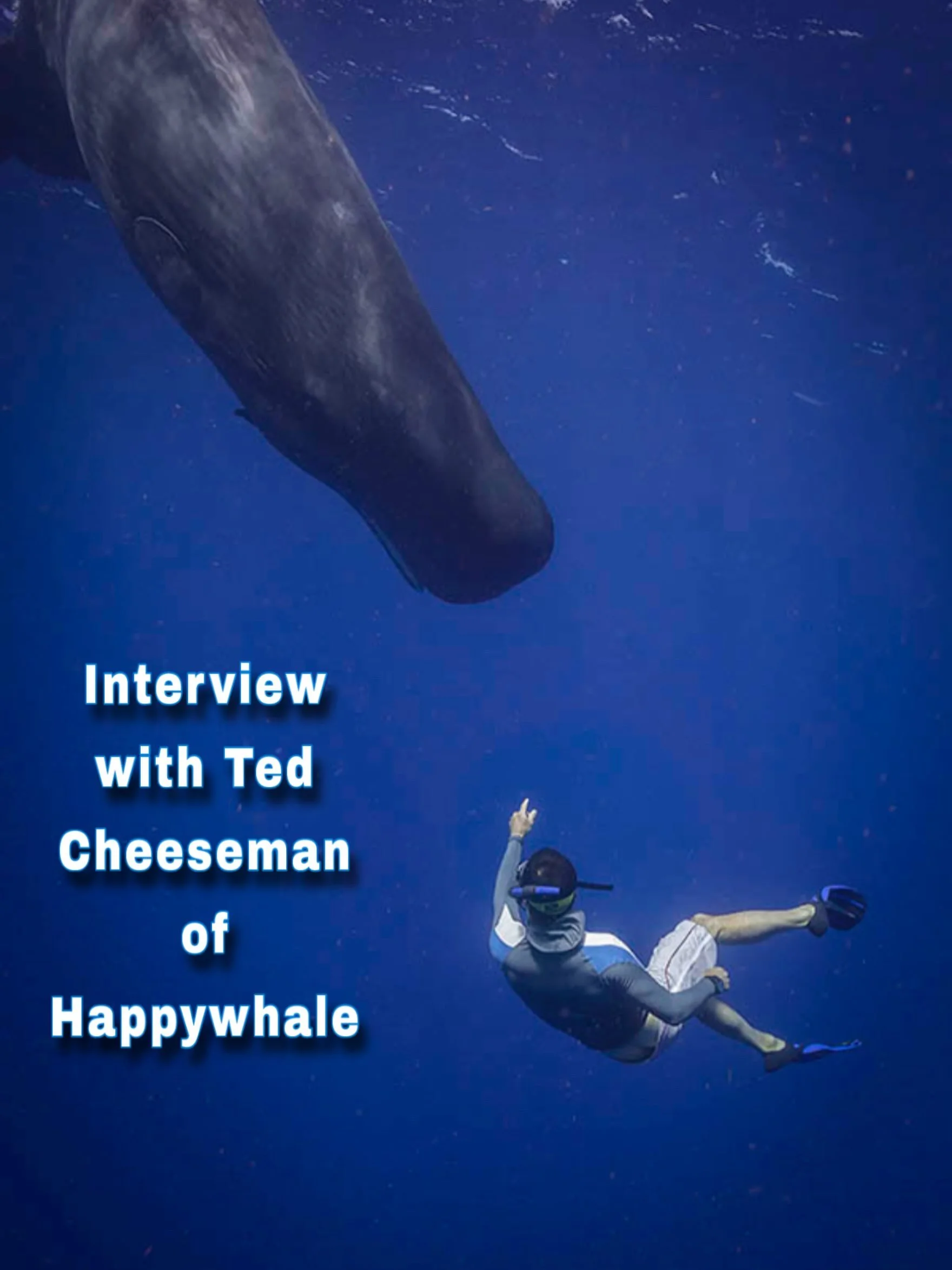 This is my brother @happywhale_official floating about with a sperm whale! 🐋 

The second interview with him is out! 🎉 

My first interview with him was created 2.5 years ago. I figured it was time to create an updated video with all the progress H