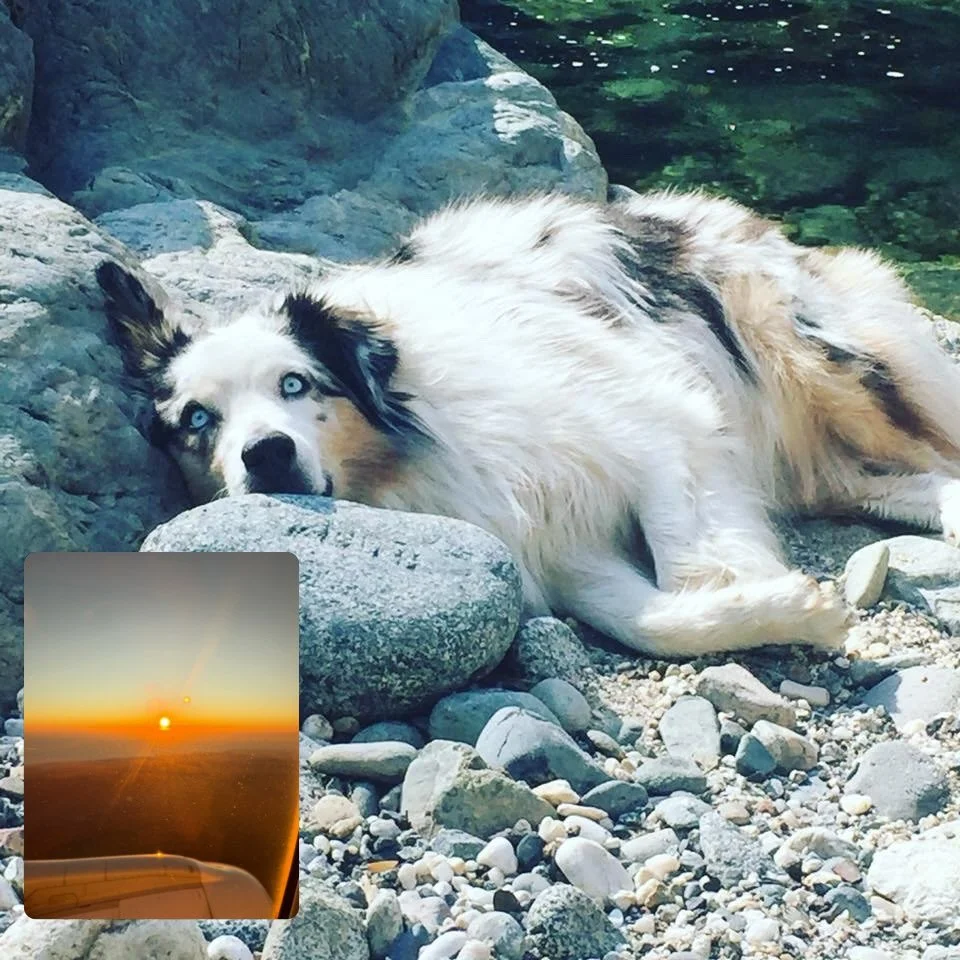 Gotta admit, life without you dear furry friend is surreal and QUIET! I did not realize what space you held while you inhabited your canine form by my side. 🐶 

I vacillate between relief that you are not suffering anymore, to a raw sense of surpris