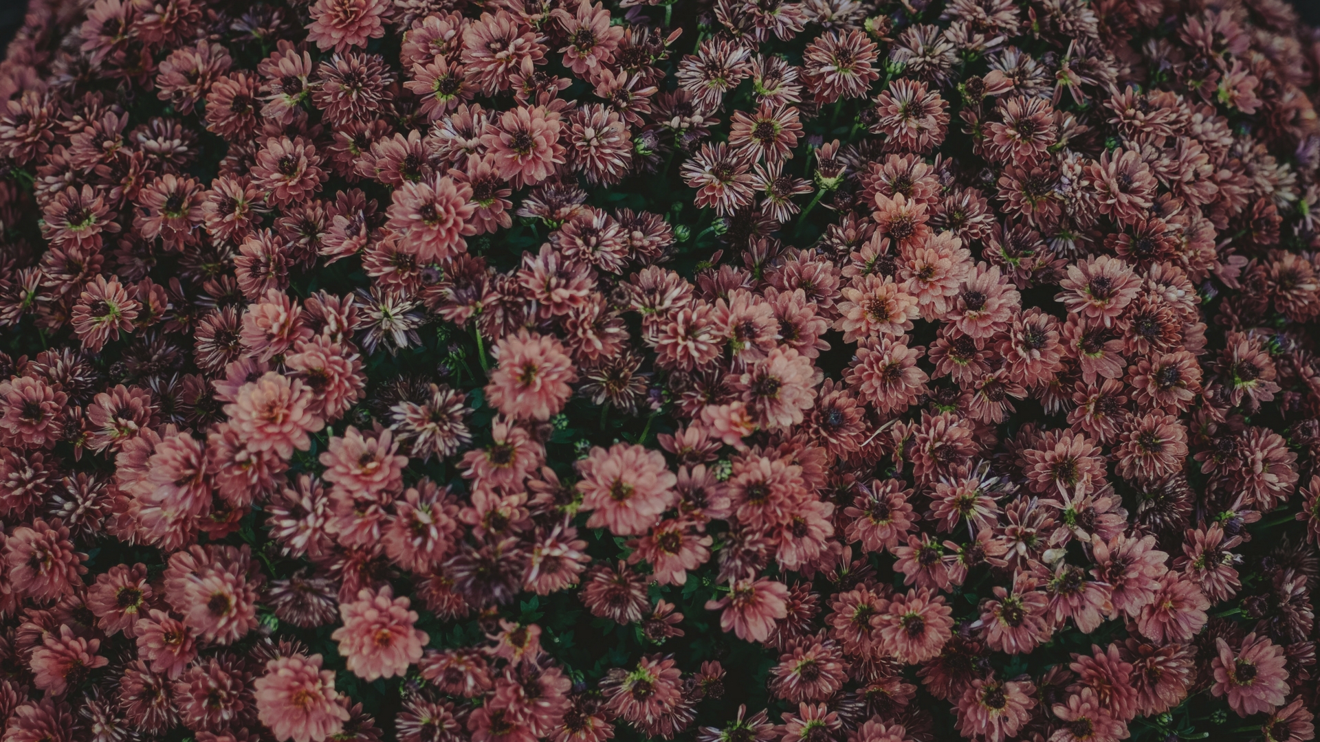 website header.jpg