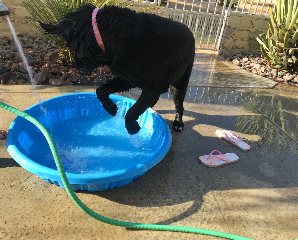 16 brigid in pool.jpeg