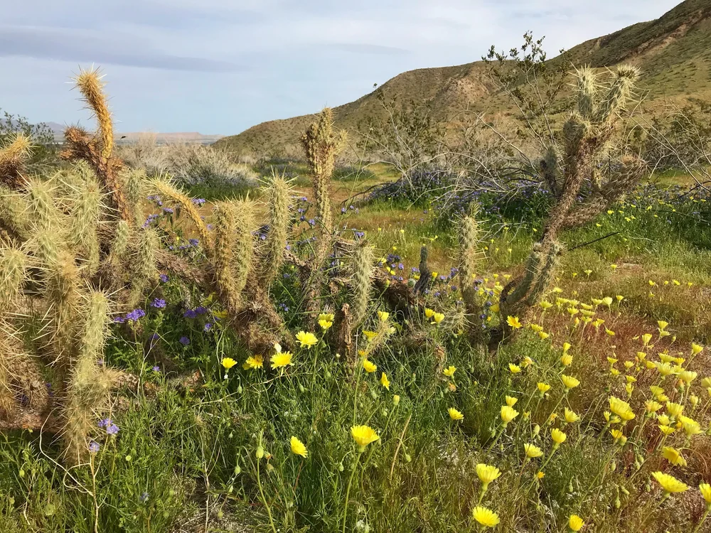 1 cactus with yellow flowers .jpeg