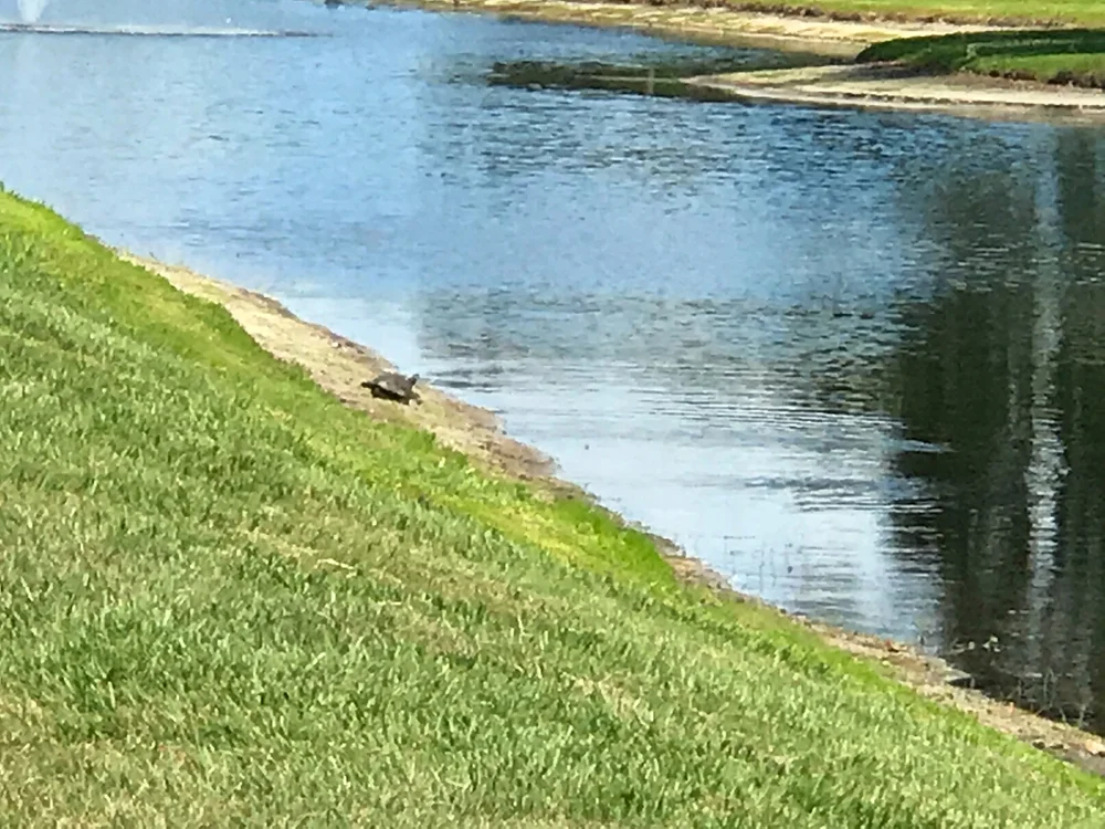 Turtle.jpeg
