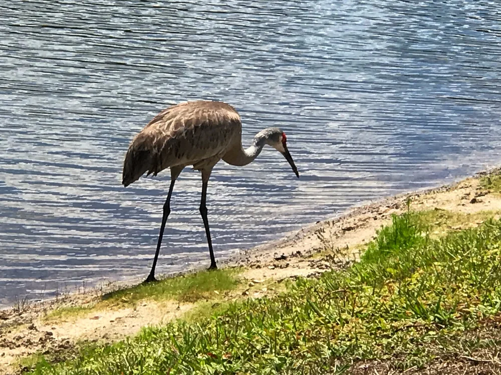 Bird in lakefront park.jpeg