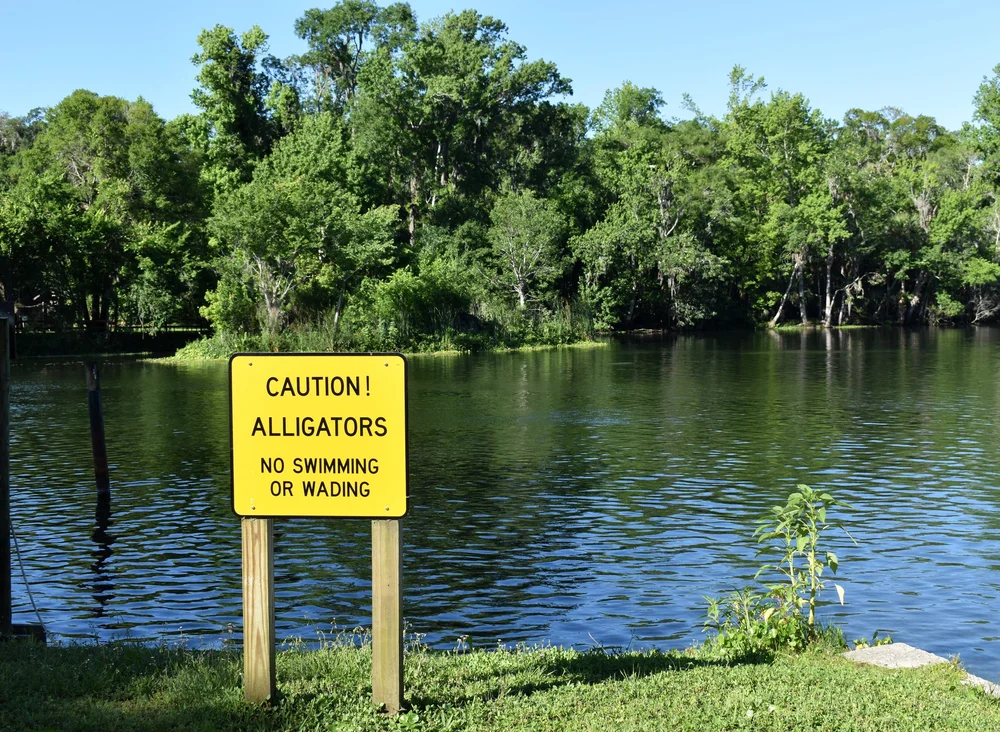 Caution alligators.jpeg