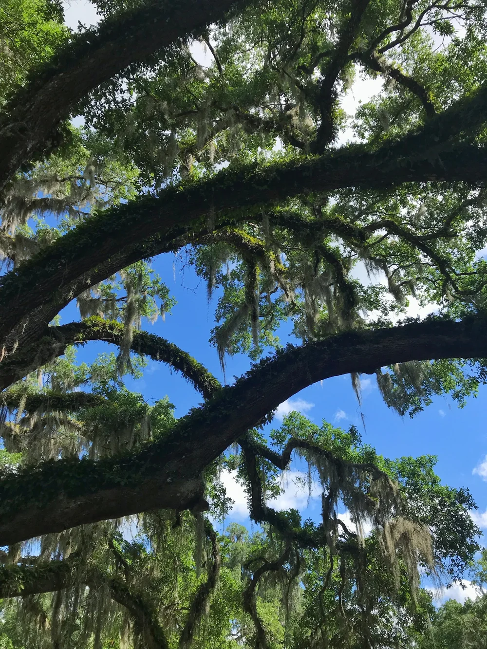 Spanish moss through trees.jpeg