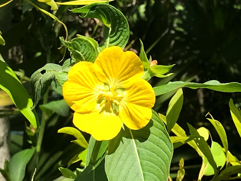 Florida flower.jpeg