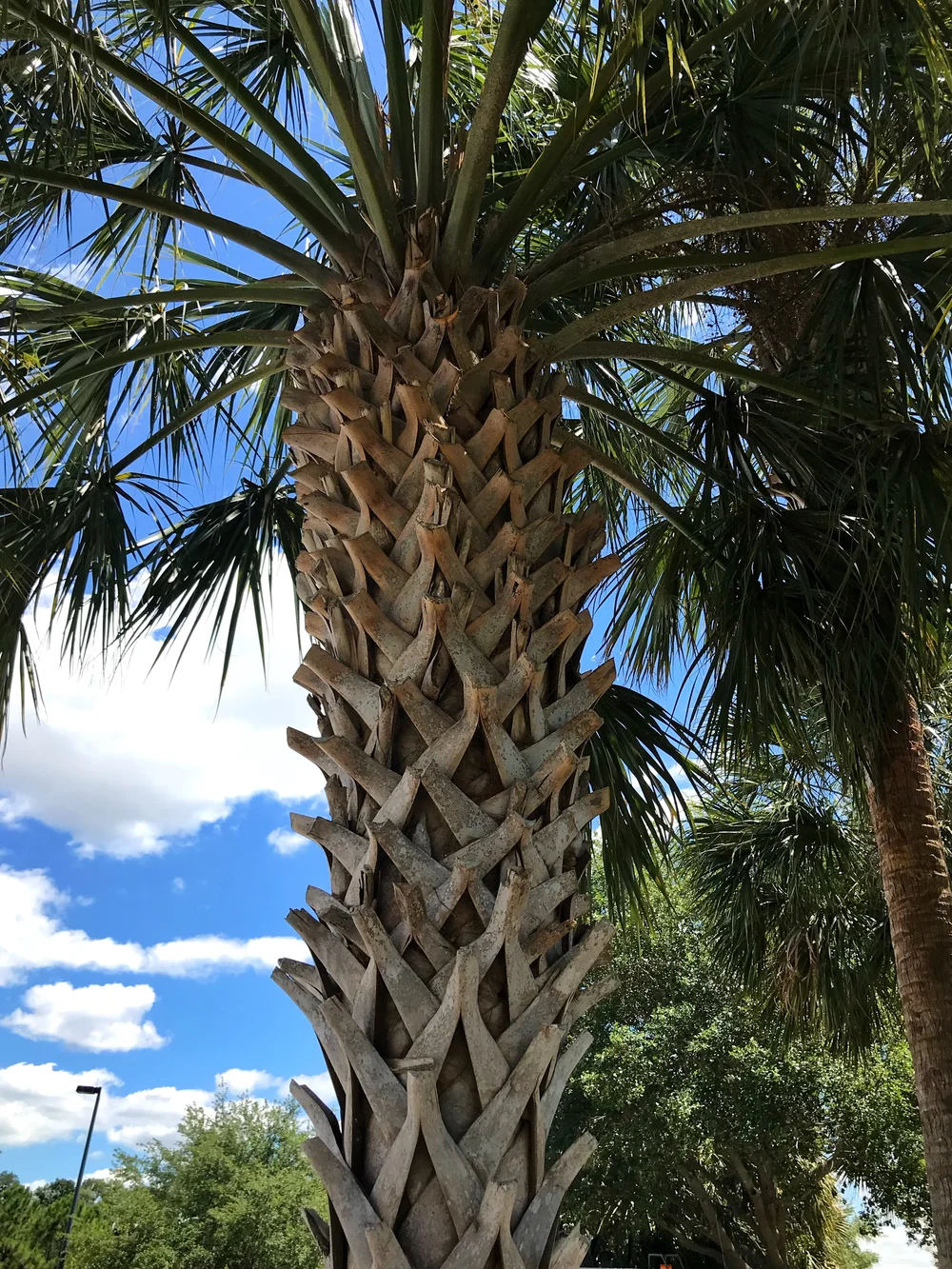 native palm tree.jpeg