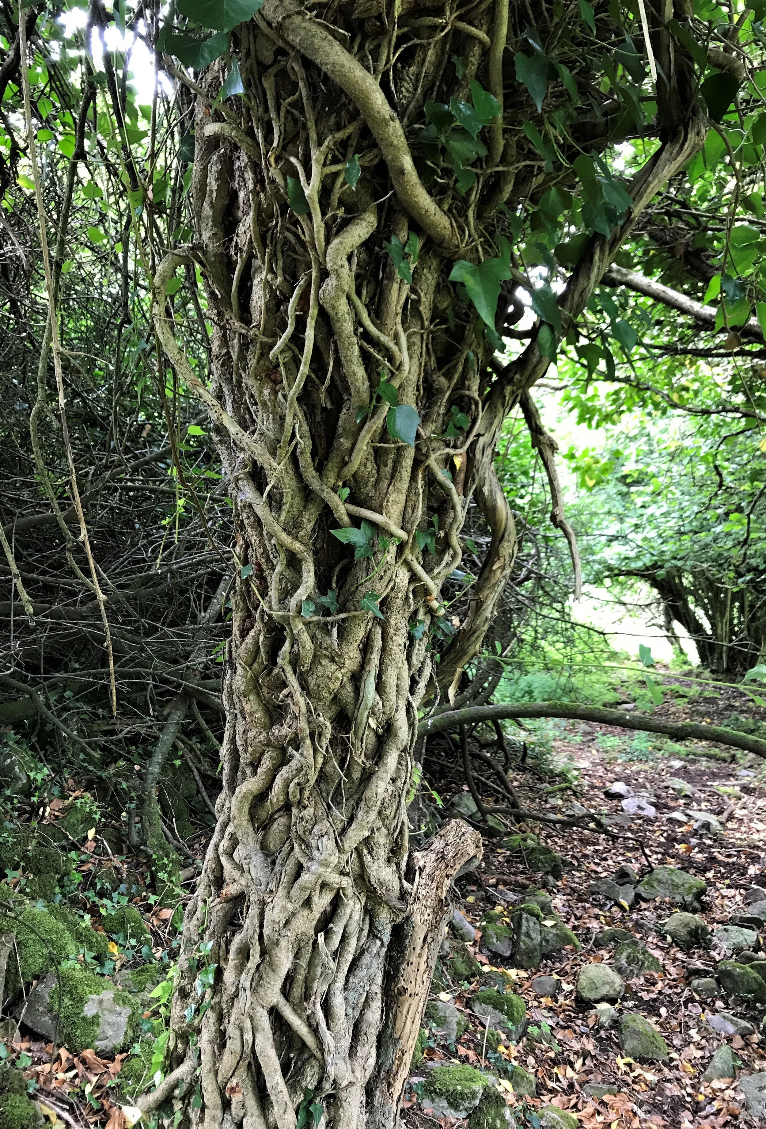 Where are you rooted?