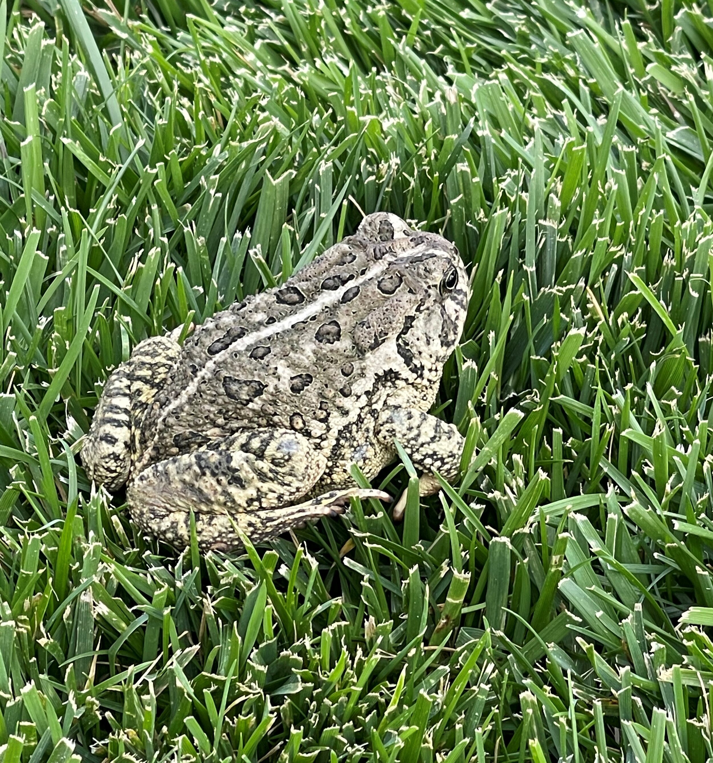 Frogs and Coming in Three’s 6/25/21