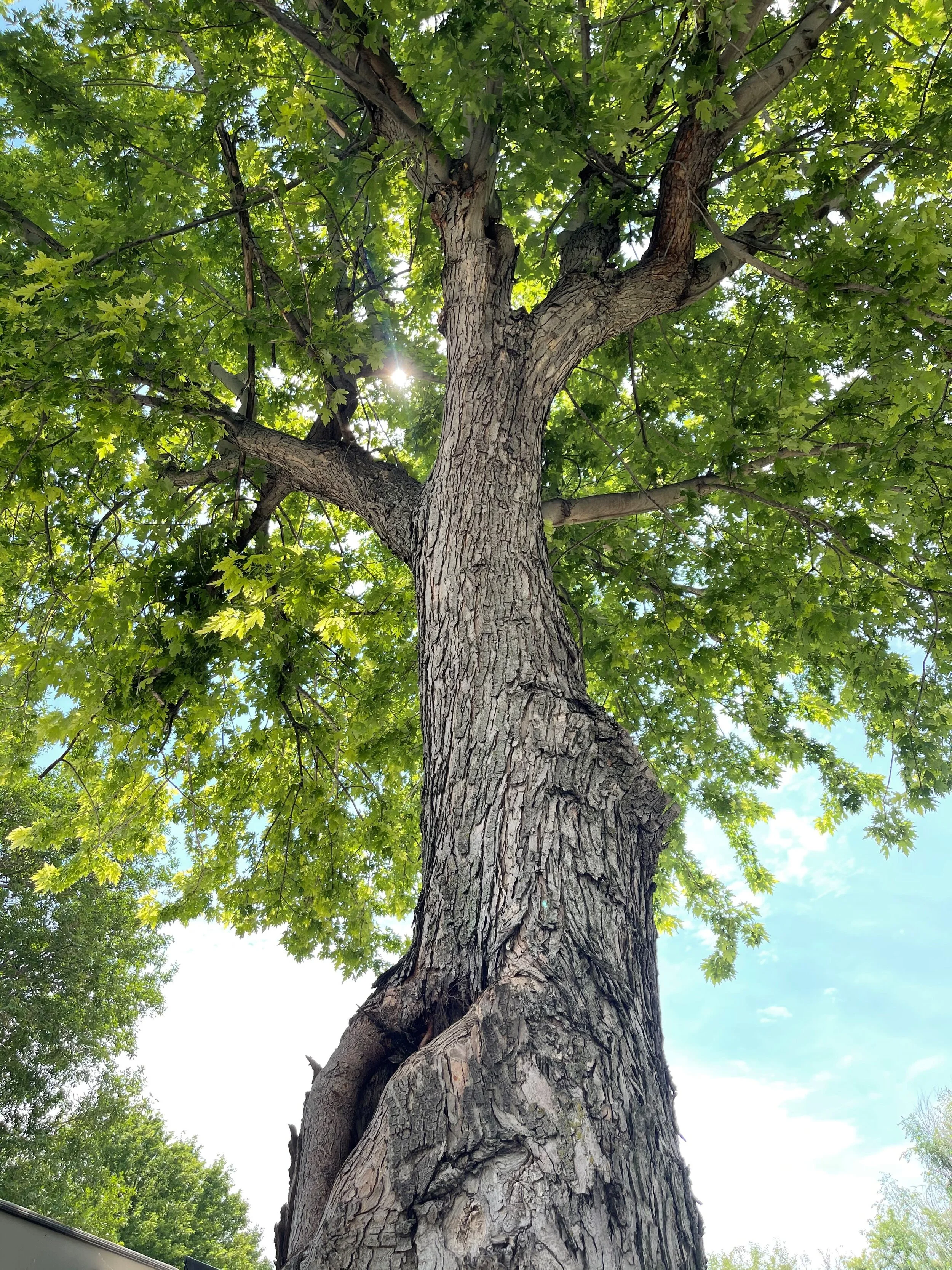 6/28/21 My companion for the week