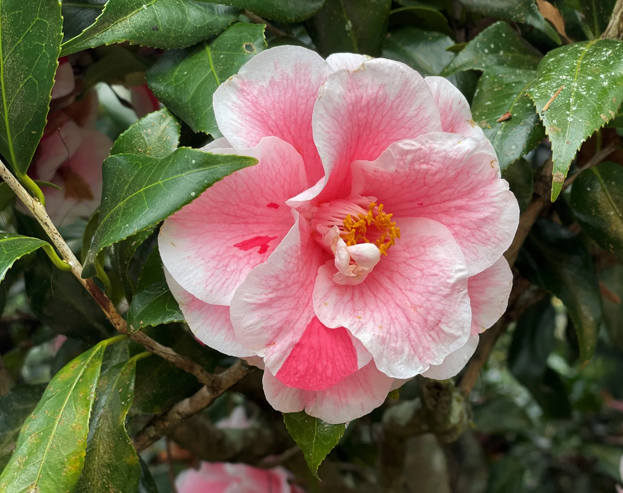 bloom 3.jpg