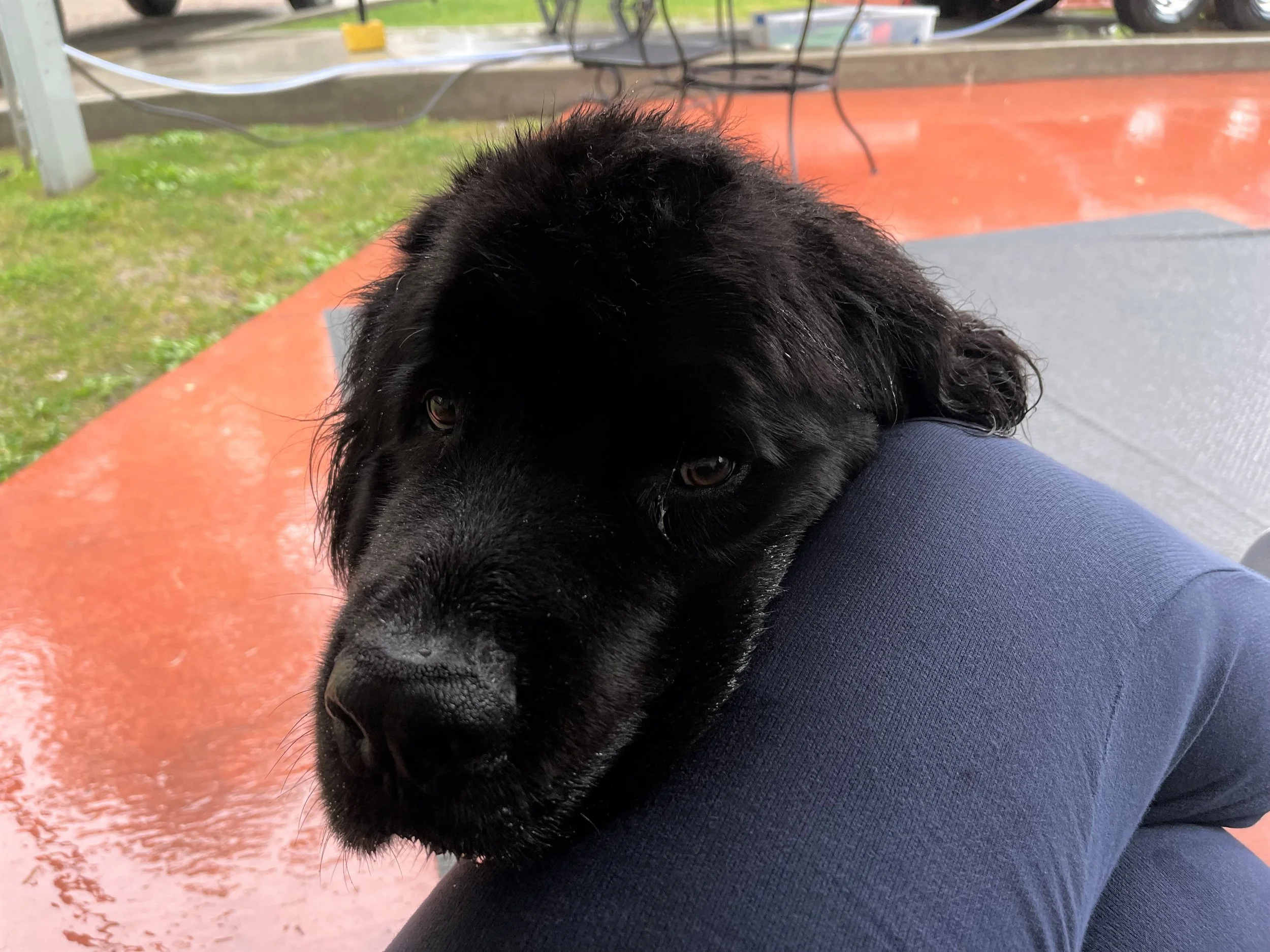 Her "I don't like the rain" sad face.