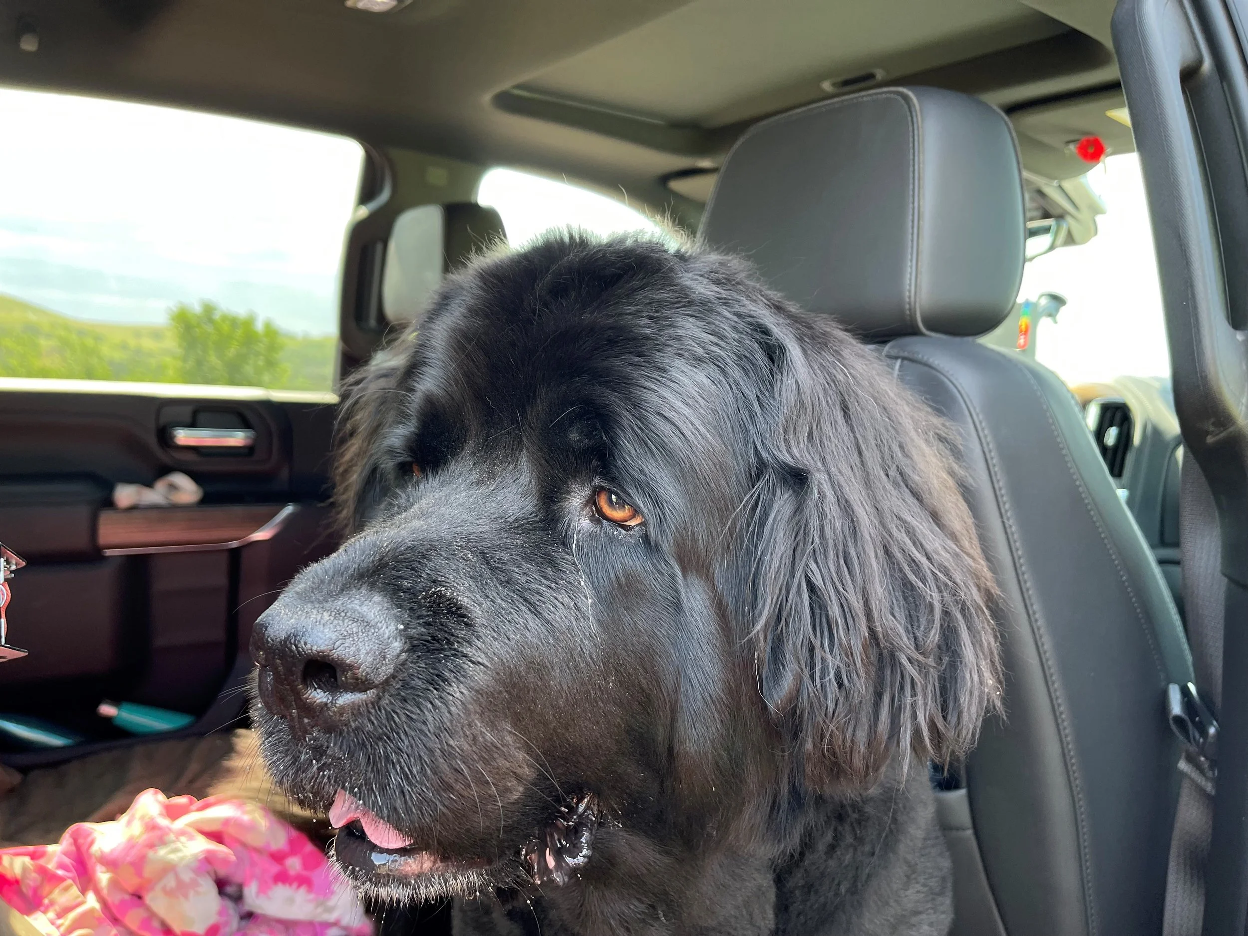 Looking for bears out the window in Grand Teton.