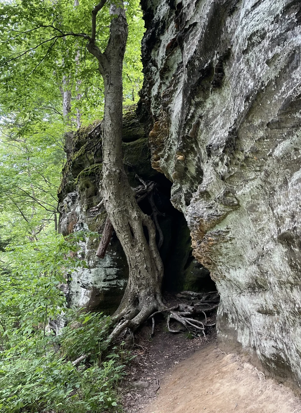 Tree one.jpg