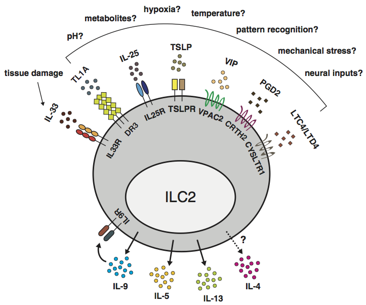 ILC2 inputs and outputs