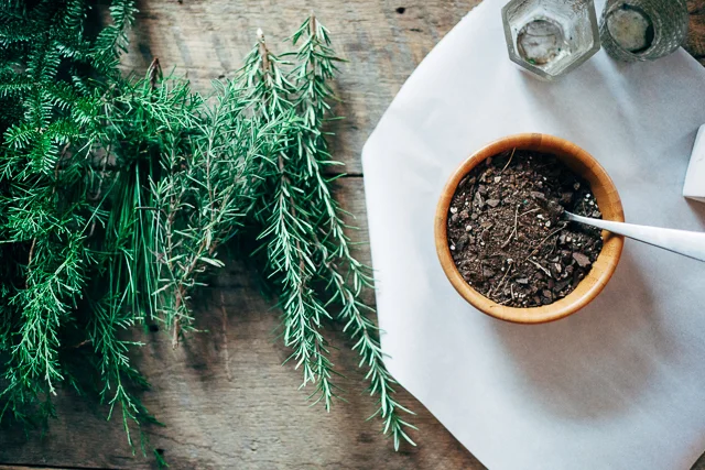 4th Day of Craftsmas // Mini Potted Christmas Trees 
