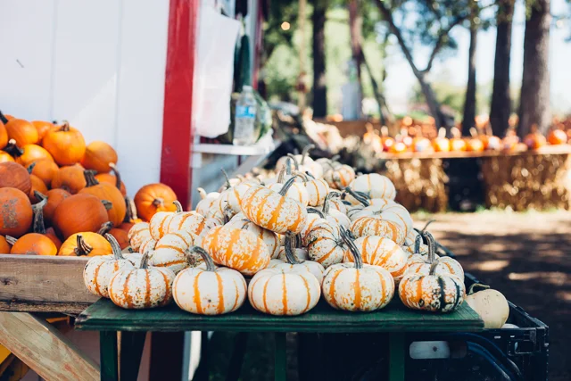 Squash & Sweaters // The Pumpkin Patch