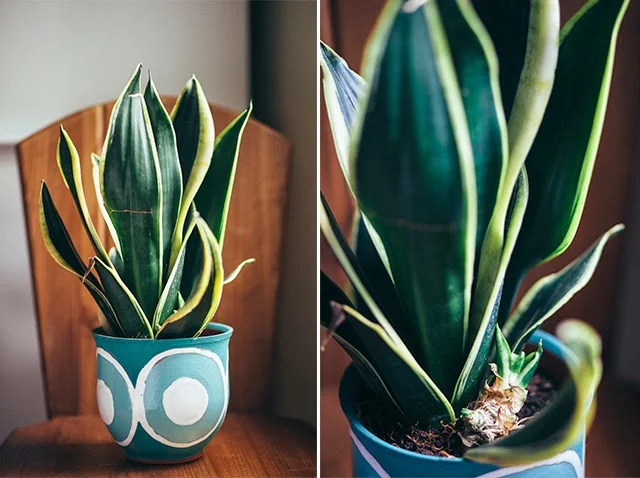 4 Plants for Your Home