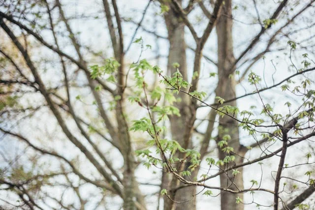 Around the House // Springtime