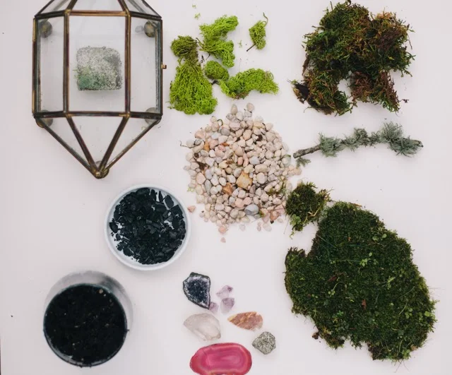 DIY Moss Terrarium