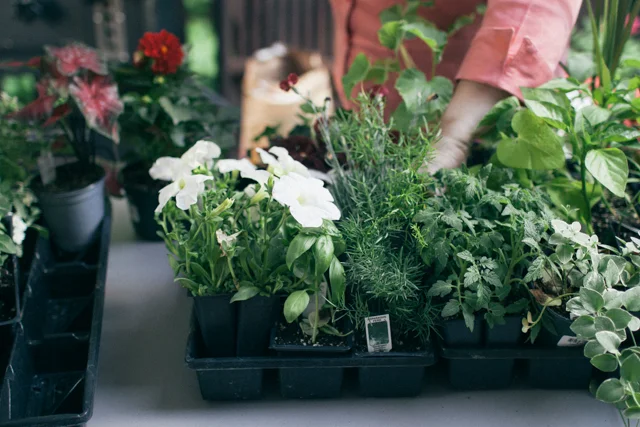 Around the House // Spring Potted Plants
