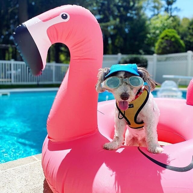 ☀️ Are you geared up for summer? Float in style with our flamingo and make a splash! 💦
.
.
.
📸: @adventureswithfidel .
.
.
.
.
#summervibes #summer2020 #poolside #dogsofinstagram #havanese #doglife #havaneseofinstagram #gearedup #poolready
