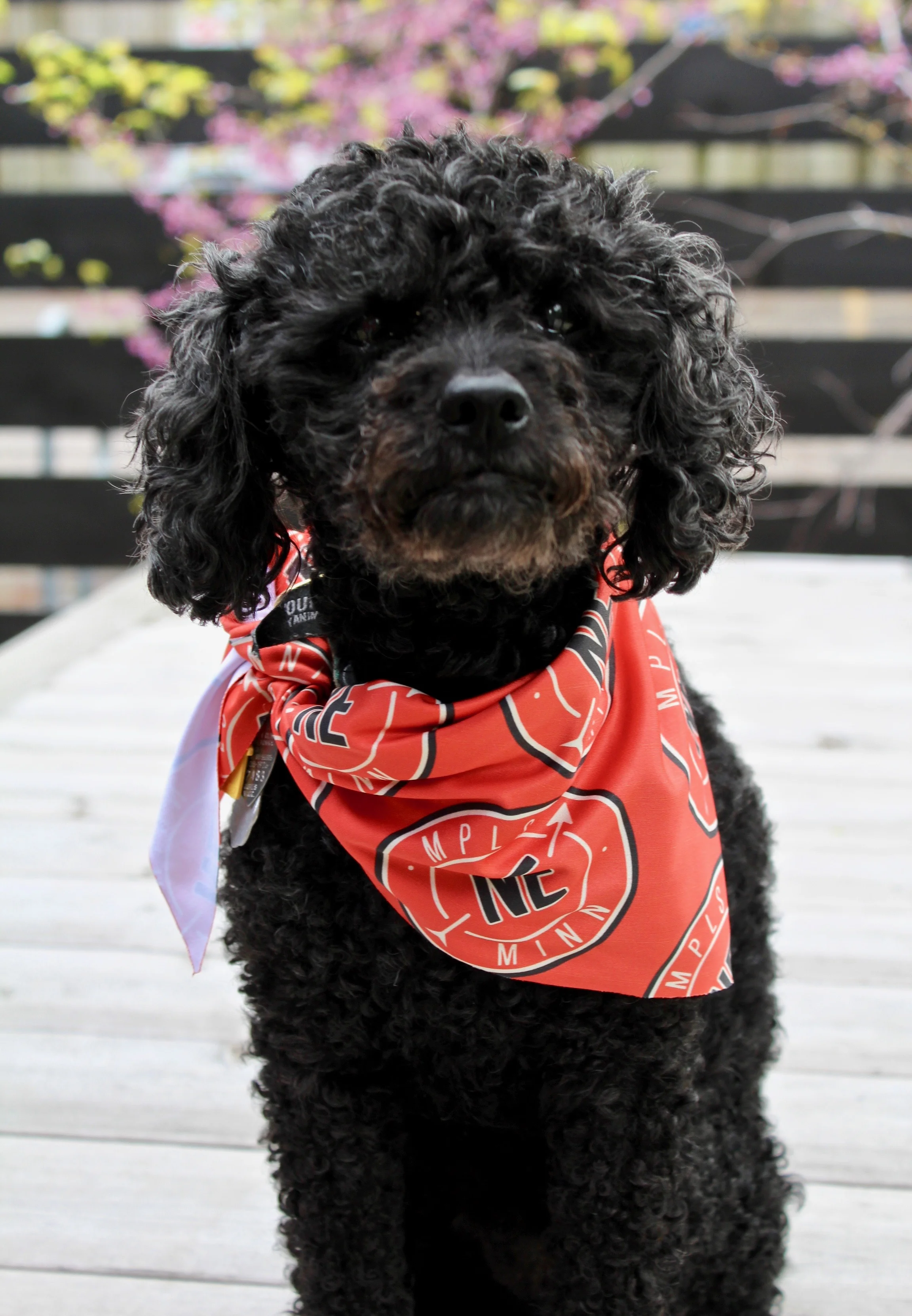 Dog Bandana 1.jpeg