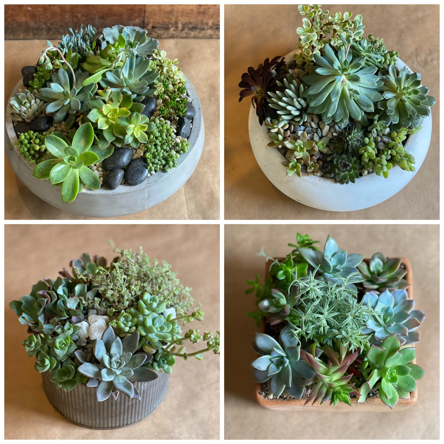 Succulent Garden  Vanda Floral Design