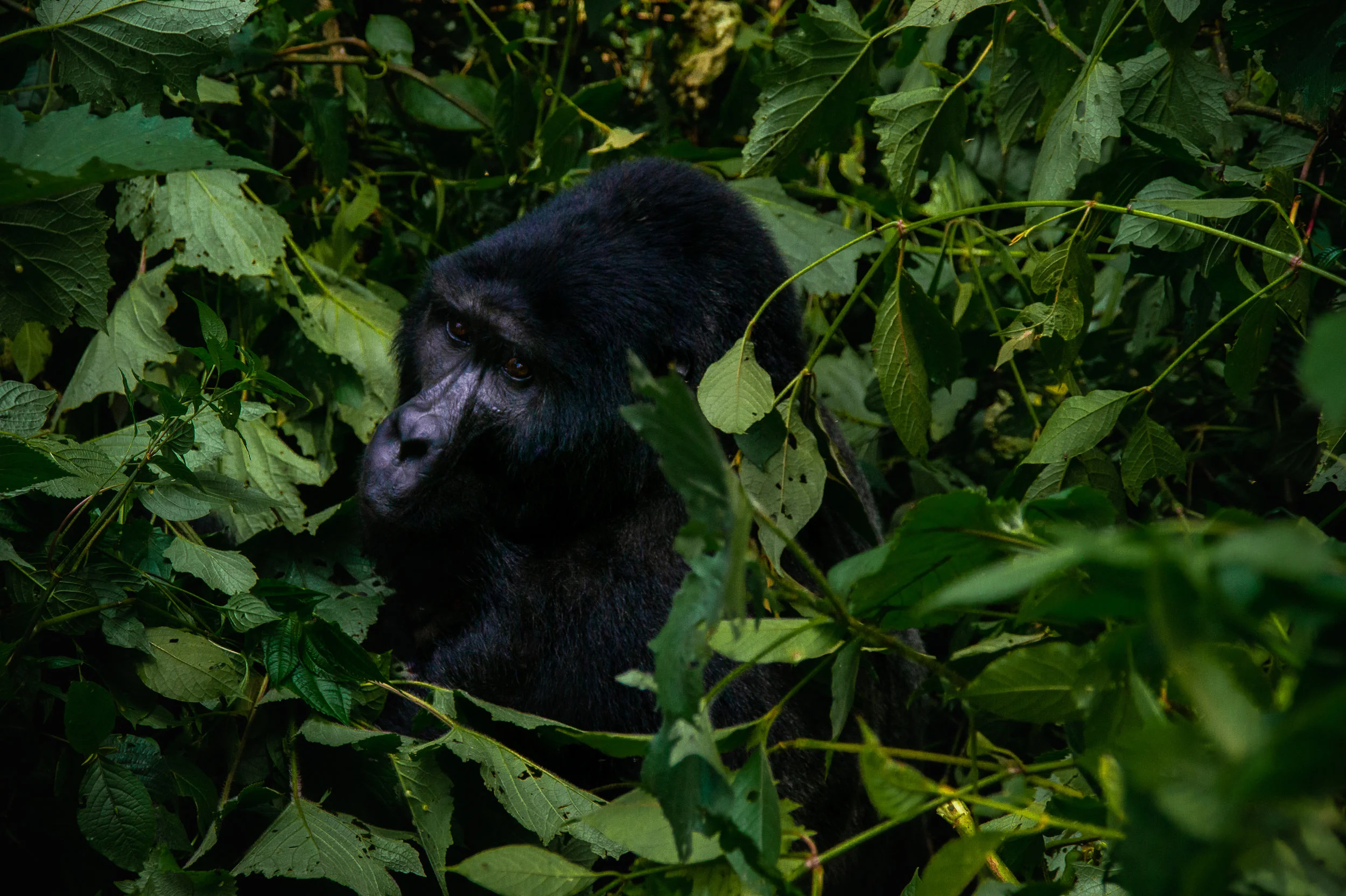 Bwindi Impenetrable Forest