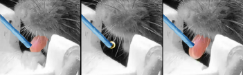 A still-frame set of images showing a mouse executing a licking response to a sensory cue. The ability to monitor detailed motor responses, including response latencies, coupled with the ability to control task parameters allows us to probe behavior with high precision.