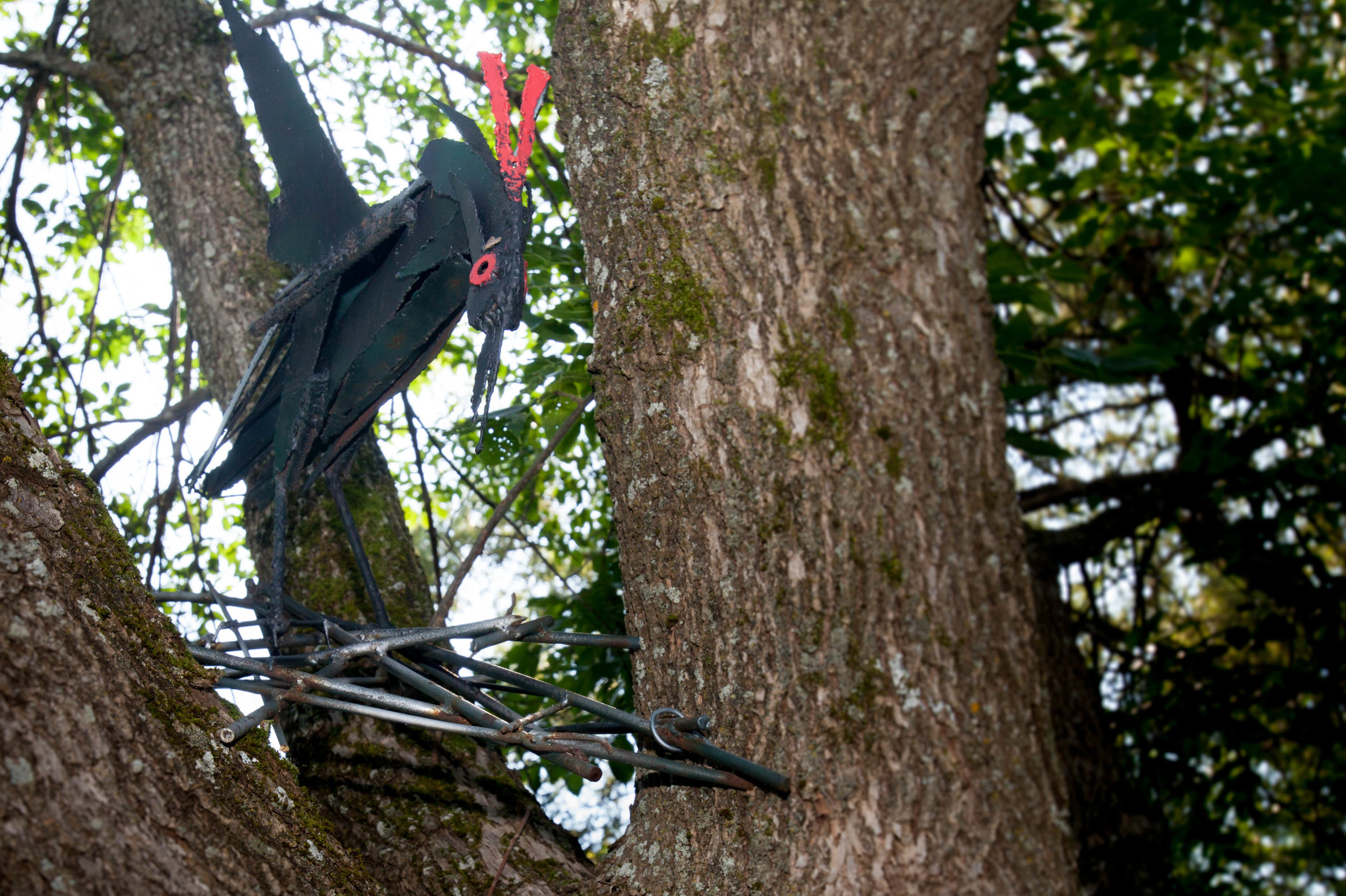 Bird with Red Eye and Feather