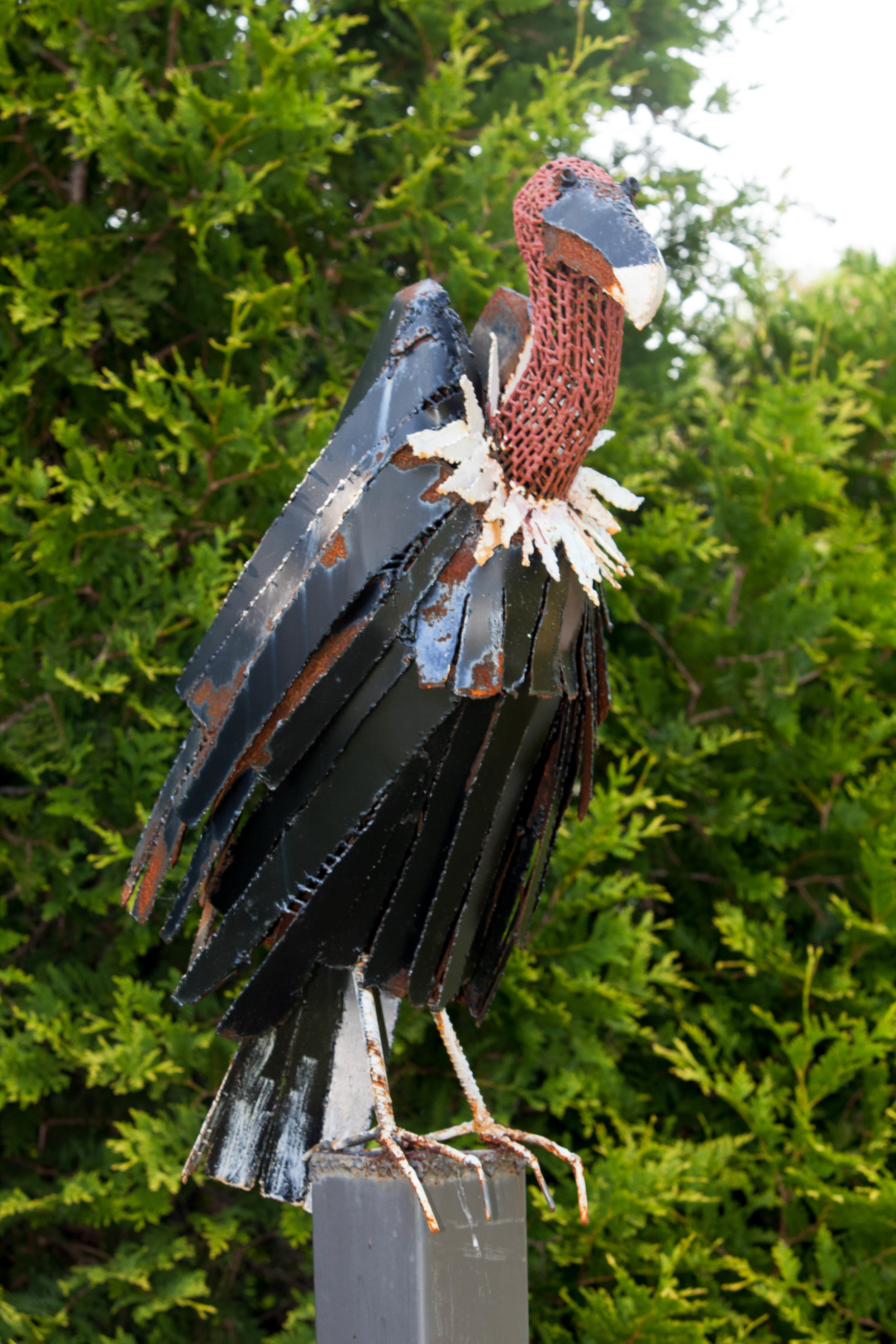 Vulture