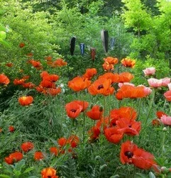 Poppies.jpg