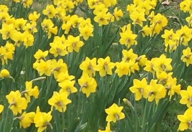 Daffodils.jpg