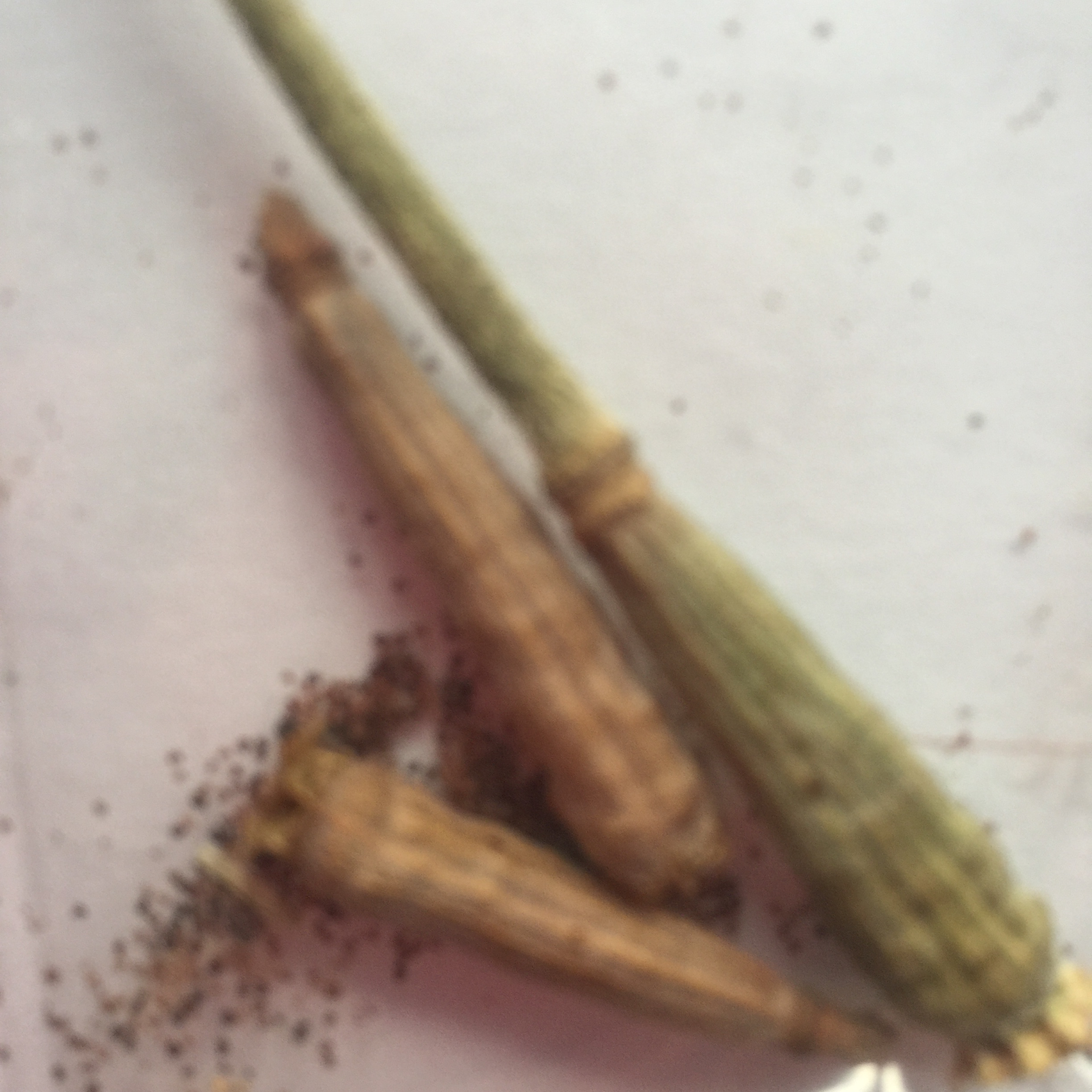 Poppy Seeds.png