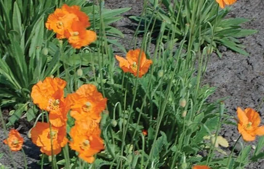 Spanish+Poppies+2.jpg