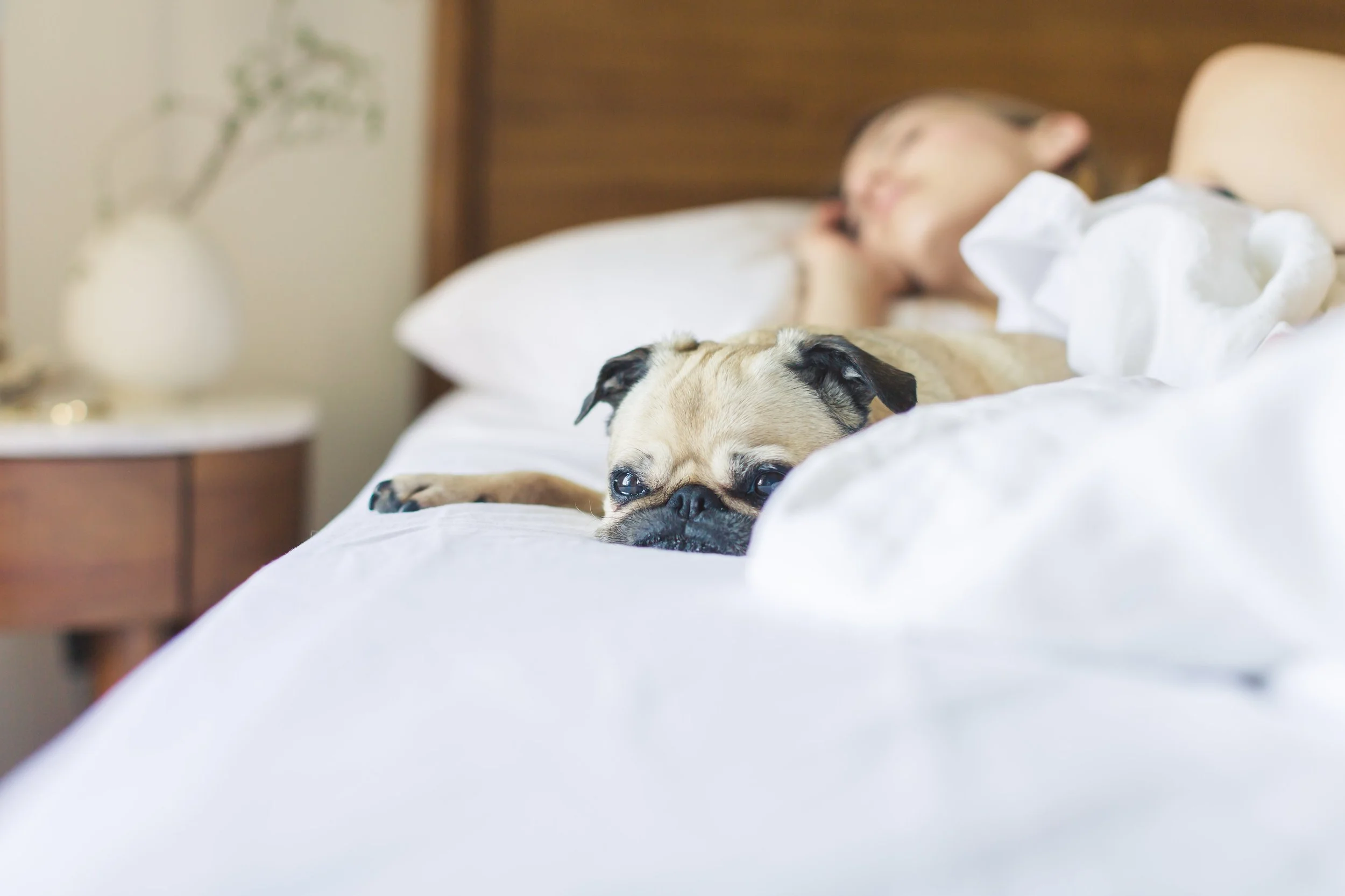 pug-gets-cozy-in-the-morning_4460x4460.jpg