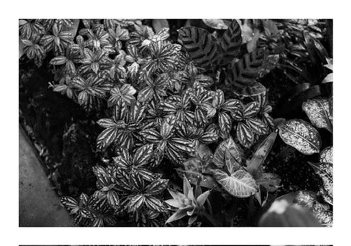 464E601C-5CFF-4488-B7FD-5E935032071D_4_5005_c.jpeg