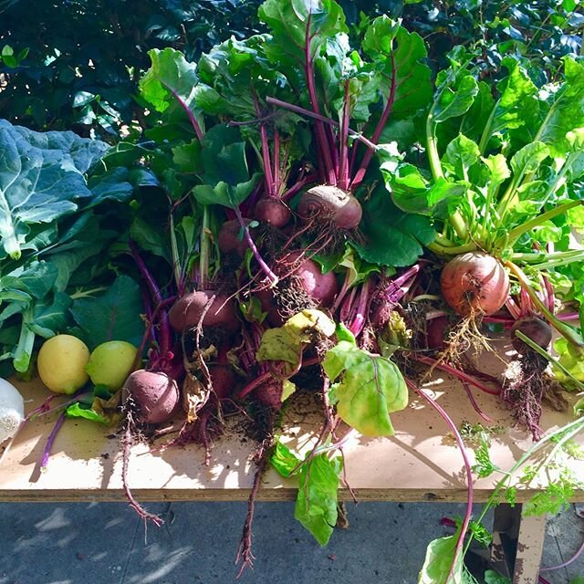 A garden brings hope, and that&rsquo;s exactly what we need right now. Today, produce was harvested to be distributed to families in our school community. It&rsquo;s hard to close the gates on our school garden, but we&rsquo;re already thinking of wa